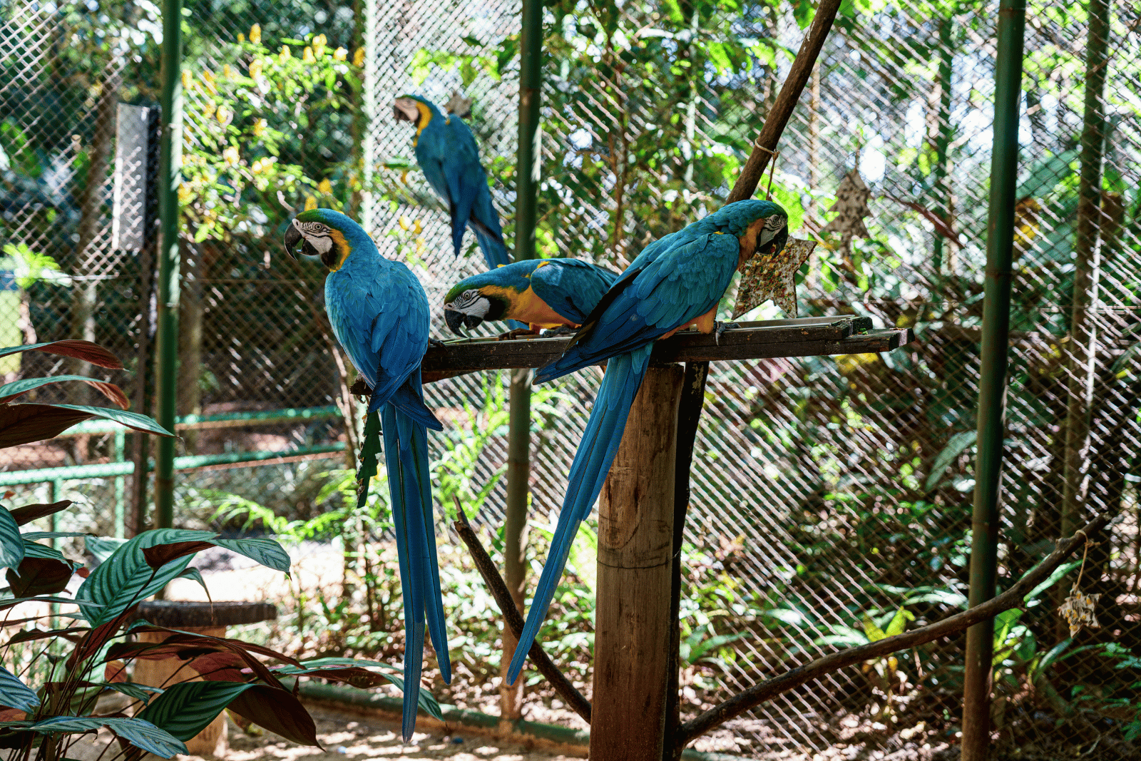 Refúgio dos Animais
